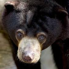 Bornean sun bear conservation centre (bsbcc) Is The Bornean Sun Bear Conservation Centre Worth Visiting Christine S Reviews