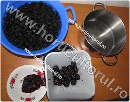 Gem de mure de cultura. Dulceata De Mure De Cultura Horticultorul Ro