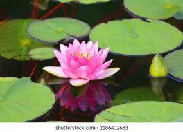 Image result for Nymphaeaceae