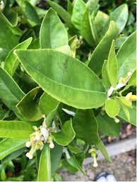 To help correct this you can prune the tree back hard to encourage new wood, this will encourage the tree to produce the right amount of leaves and fruit. Why Is My Orange Tree Not Bearing Fruit Gardening Landscaping Stack Exchange