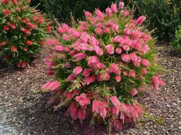 Maybe you would like to learn more about one of these? What Is A Shrub Australian Native Garden Australian Native Plants Native Garden