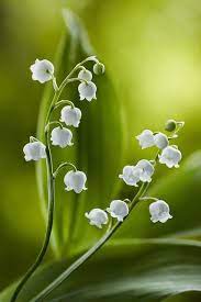 花 flower 美しい花 綺麗な花 花の写真