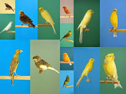 Red mozaic, yellow intensive, eumo, ino, dan satinette. Karakteristik Burung Kenari Warna Color Bred Canary