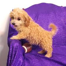 Maybe you would like to learn more about one of these? Cavapoo Puppies For Sale Cedar Rapids Ia 245935