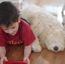 Tinier labradoodles are made by crossing a lab with a cocker spaniel; Australian Labradoodle Breeders Green Gables Labradoodles