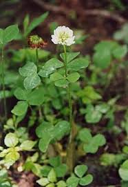 Image result for Trifolium wentzelianum