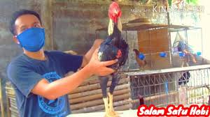 Untuk warna kebetulan saja kebanyakan warna cerah seperti kuning wido yang dominan.namun juga ada warna lain tergantung gen warna dari ayam tersebut. Ayam Bangkok Jalak Wido Youtube