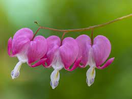 Check spelling or type a new query. Beautiful Meaning And Symbolism Of Bleeding Heart Flower And Color Florgeous