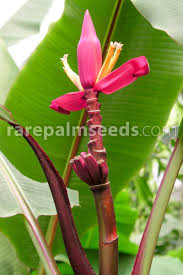 Image result for Musa ornata