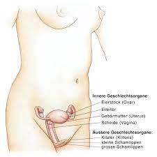 Weibliche Geschlechtsorgane Weibliche Sexualorgane Vulva Eesom Gesundheitsportal