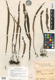 Image result for Loxogramme abyssinica