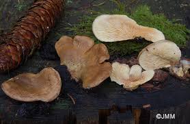 Image result for Paxillus panuoides