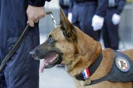 Common Dog Commands In German Czech French And Dutch Police Dogs Police Dog Names Dogs