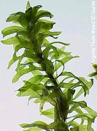 Image result for Elodea