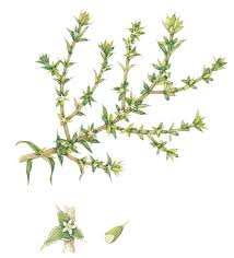 Image result for Salsola