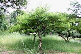 Image result for Acacia polyacantha