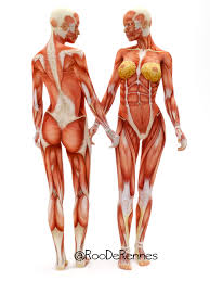 We did not find results for: Human Anatomy Female Human Muscle Anatomy Anatomy Drawing
