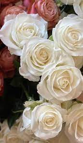 Tibet White Rose Wholesale Flowers White Roses Flower Care