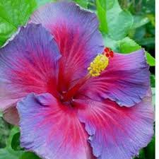 Pastikan pasu disiram dengan air dan elakkan tanah kering supaya pokok sentiasa segar, sekali sekala sembur dengan baja subur. Buy Bunga Raya Benih Mix Colour å¤šé¢œè‰²çš„æœ¨æ§¿èŠ± Gambar4 7 8 9 Hasil Dari Sealer Sendiri Seetracker Malaysia