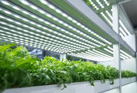 Which is better for vegetative growth??? 5 Best Led Grow Lights For Indoor Plants Horticulture Co Uk