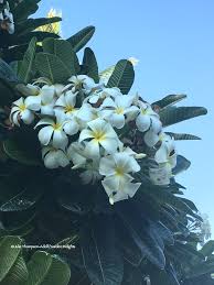Maybe you would like to learn more about one of these? How To Grow Hawaiian Flowers At Home Growing Hawaiian Flowers