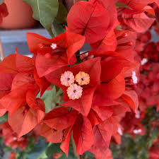 Image result for Bougainvillea sp. cultivar
