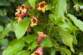 Image result for Bignonia capreolata