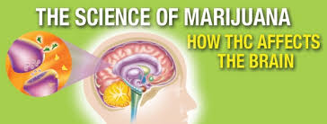 The Science Of Marijuana How Thc Affects The Brain Scholastic Nida