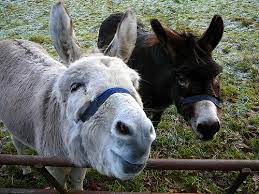 Check spelling or type a new query. How Much Does A Donkey Cost Howmuchisit Org