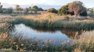 Image result for Phragmites mauritianus