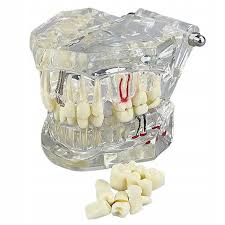 Image result for ochrana chrupu