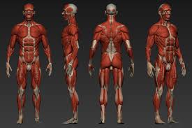 I Created This 3d Model For My Future Cosplay Of Reaper From Blizzard S Overwatch But I Couldn T Stop O Body Anatomy Anatomy For Artists Human Anatomy Drawing