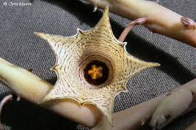 Image result for Huernia leachii