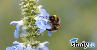 We did not find results for: Study Ecology All You Need To Know Study Eu