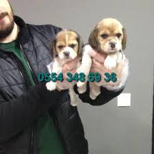 Ankara Da Satilik Beagle Yavrulari Satilik Kopek Ilanlari