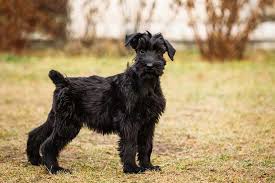 There is no reason your terrier mix puppy search won't result in a wonderful new addition to your family. Giant Schnauzer Dog Breed Information