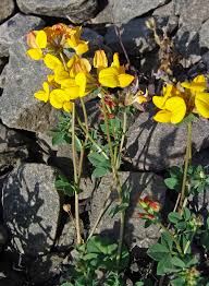 Image result for Lotus namulensis