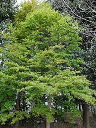 カエデの仲間 新 花と緑の詳しい図鑑