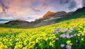 Check spelling or type a new query. Valley Of Flowers Uttarakhand Valley Of Flowers Tourism