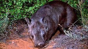 Image result for Northern hairy-nosed wombat