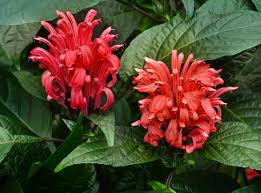 Image result for Justicia carnea