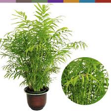 Multiple studies have proven certain plants are able to absorb polluting, organic compounds like formaldehyde and benzene through in fact, a nasa study highlighted several plants that excelled in cleaning the air around them. 10 Houseplants That Clean The Air Urban Planters