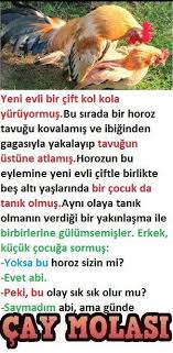 Horoz Ve Tavuklar Happy Animals Chickens Rooster
