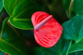 How To Care For An Anthurium Hunker Potted Plants Outdoor Tropical House Plants Anthurium