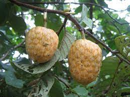 Maybe you would like to learn more about one of these? Annona Senegalensis Wikipedia