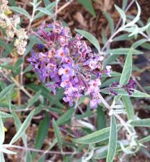 We did not find results for: Butterfly Bush Buddleja Flutterby Grande Blueberry Cobbler In The Butterfly Bushes Database Garden Org