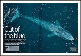 The size of a blue whale calf is about 23 feet at birth and it weighs over 7,000 kg. Blue Whale Natural History Photography Blog Whale Blue Whale Animals Are Beautiful People