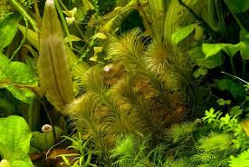 Image result for Lagarosiphon