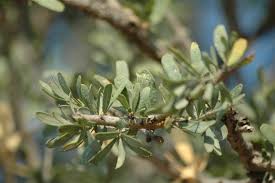 Image result for Boscia albitrunca