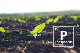 Phosphorus does a lot for plants. Six Strategies For Building Phosphorus Levels In The Soil